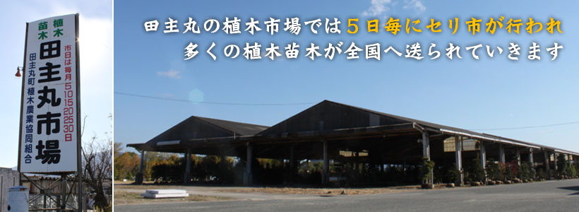 株式会社たなか 田主丸の植木市場では5日毎にセリ市が行われ、多くの植木苗木が全国へ送られていきます